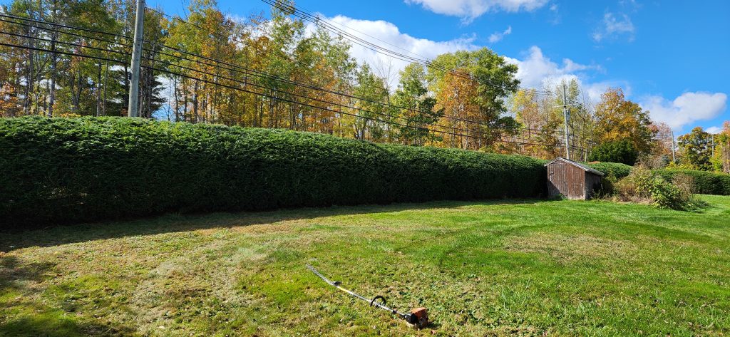 Commercial tree and shrub services for business properties